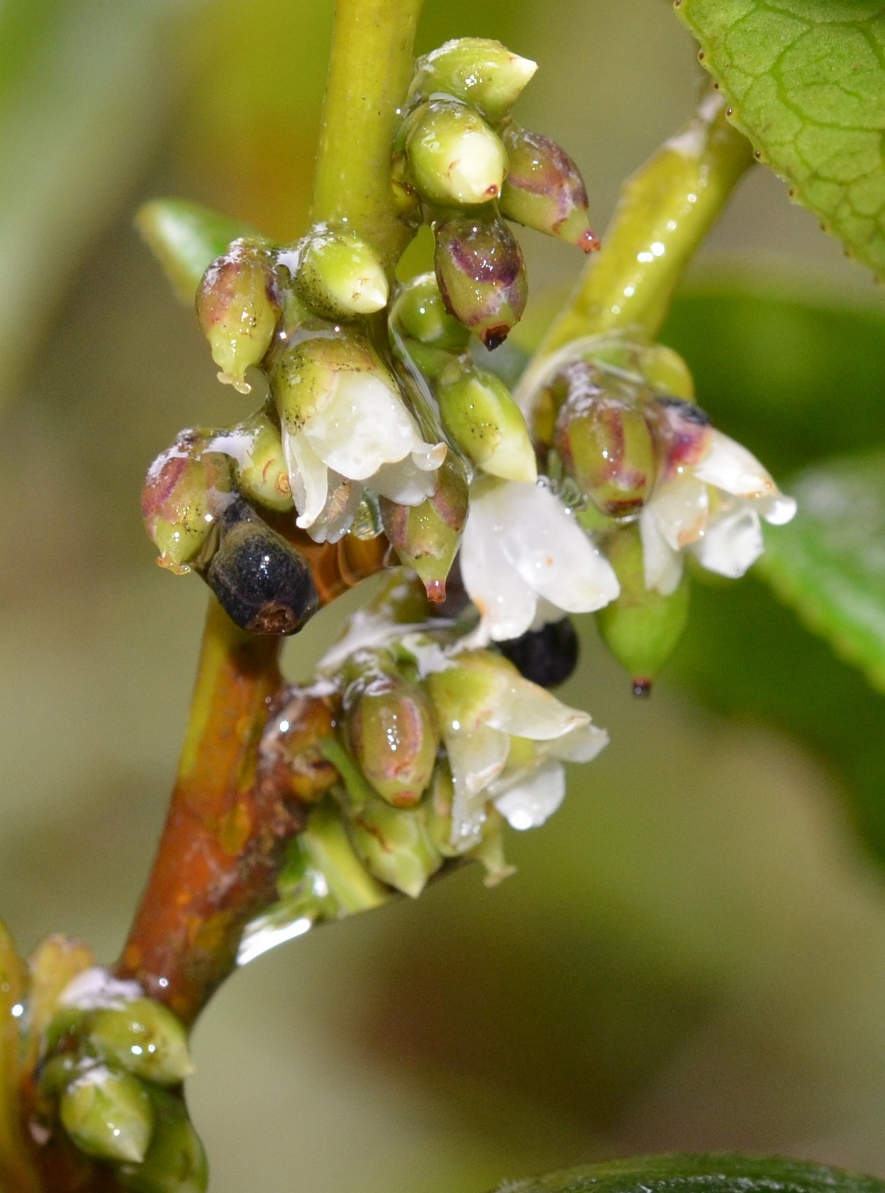 Eurya nitida eFlora of India